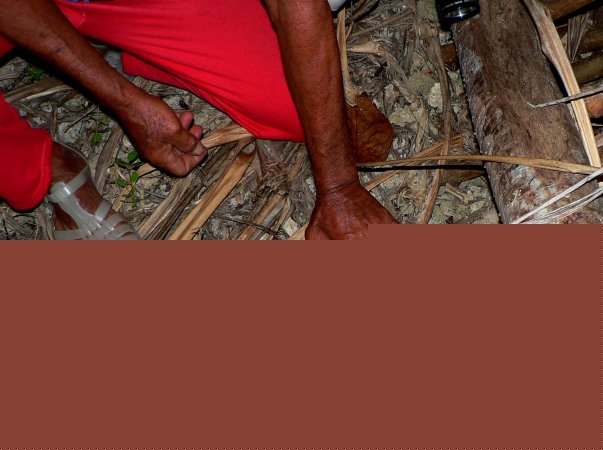 66- Chasse au kaveu 6- Assam capture le crabe et le maintient au sol 